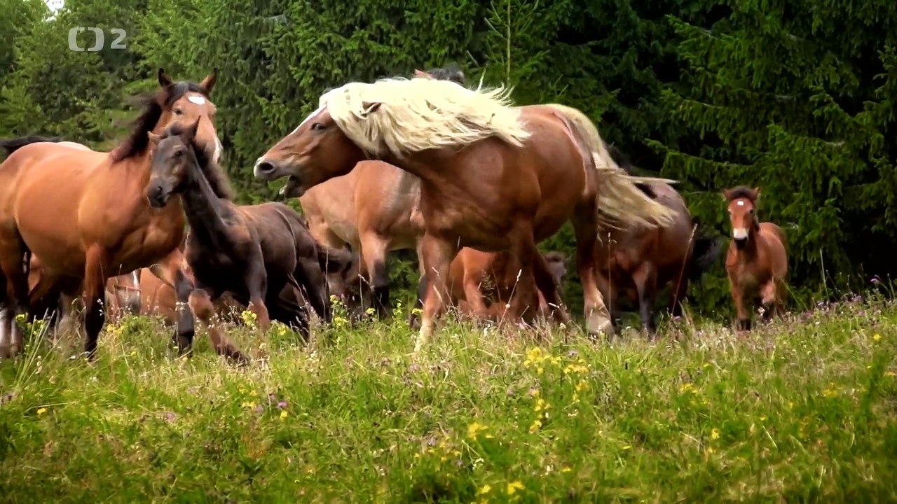 Ve vetru kopyt -dokument (www.Dokumenty.TV)