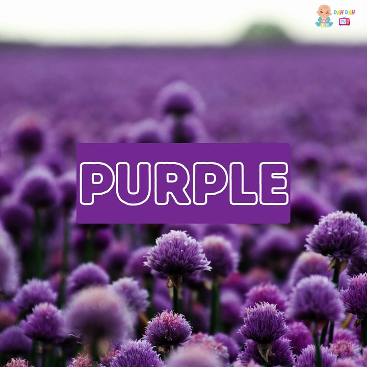 Discover Opposite Words! ✨ Learn Opposite Song in English | Toddler Fun Learning & Education Video Education Videos | Preschool Learning |