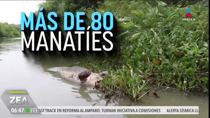En 2018, más de 100 manatíes murieron a causa de la contaminación del agua en Tabasco
