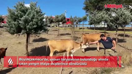Büyükçekmece'de saman balyalarının bulunduğu ahırda çıkan yangın söndürüldü