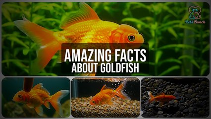 Surprising Facts About Goldfish You NEVER Knew!