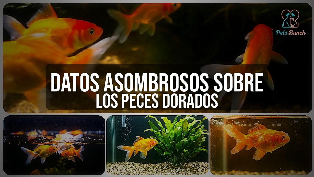 Datos Asombrosos Sobre los Peces Dorados que NO Sabías