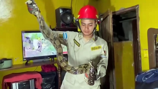 Bomberos rescatan serpiente en una cama de vivienda en Choloma