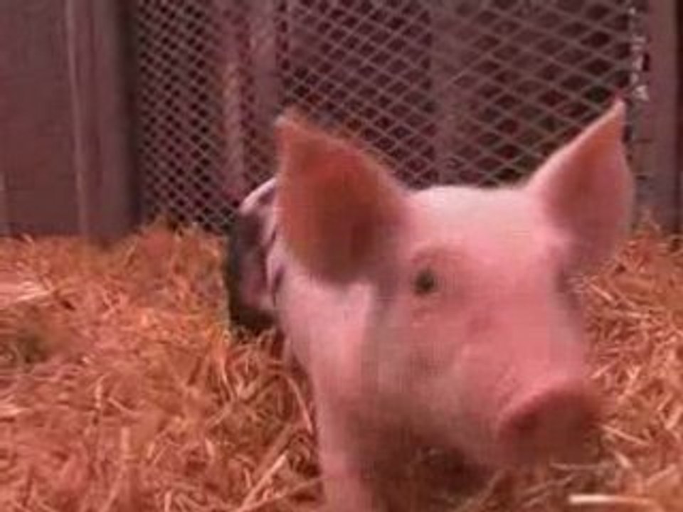 Enfants et animaux