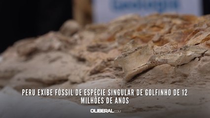 Peru exibe fóssil de espécie singular de golfinho de 12 milhões de anos