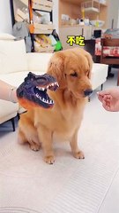 This family convinced their dog to take medicine with this trick!!