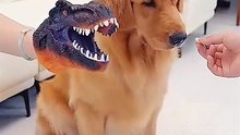 This #family convinced their #dog to take #medicine with this trick!! #FunnyVideos #Comedy #Funny