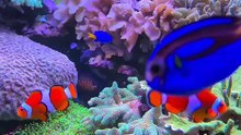 Os animais mais fofos do mundo N•539