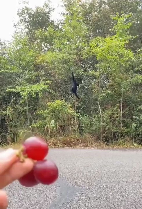 Cute animals 😂cute pets #cuteanimal #viral #pets