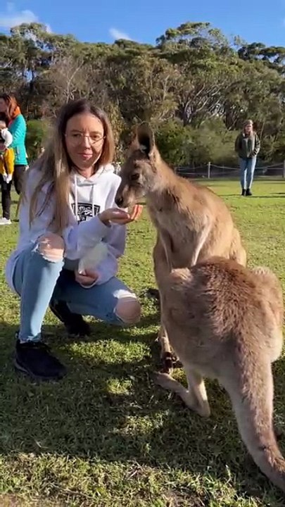 Kangaroos
