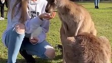 Kangaroos