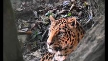 Os animais mais fofos do mundo N•447