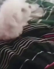 Chat adopté est un peu perdu dans son OS parmi frères canins.