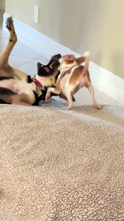 Tu dois les adorer. Regarde la reine du contrôle : une chienne de 50 kilos qui gouverne son Chihuahua de 5 kilos comme un chef‑d’œuvre de douceur.