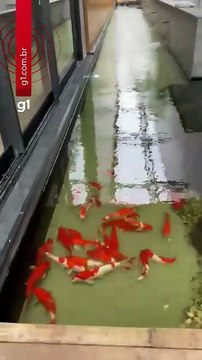 Operação da PF mira fraudes em licenças ambientais de mineração; empresário de Maceió é um dos alvos