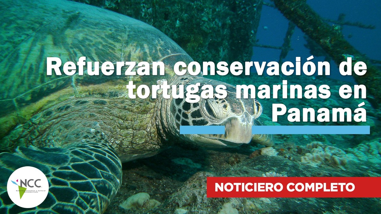 Refuerzan conservación de tortugas marinas en Panamá | 796 | 22 al 28 de septiembre 2025