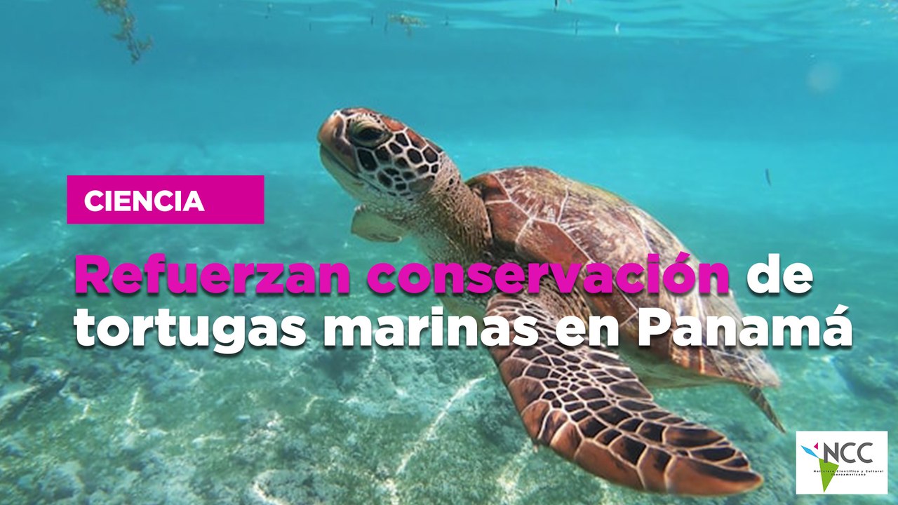 Conservación de tortugas marinas en Panamá