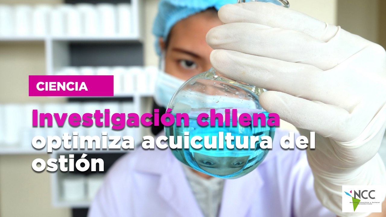 Investigación chilena optimiza acuicultura del ostión