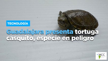 Guadalajara presenta tortuga casquito, especie en peligro