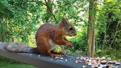 Watch a Red Squirrel Eating