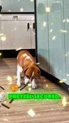 Dog Turns Into a Secret Agent Over a Snack 🐾