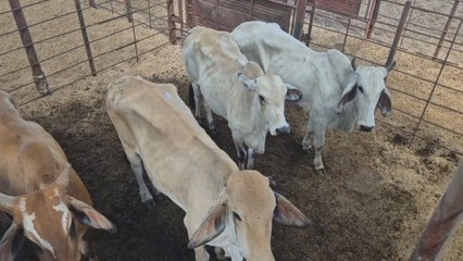 Brotes de rabia bovina en Veraguas: más de 12 mil reses vacunadas