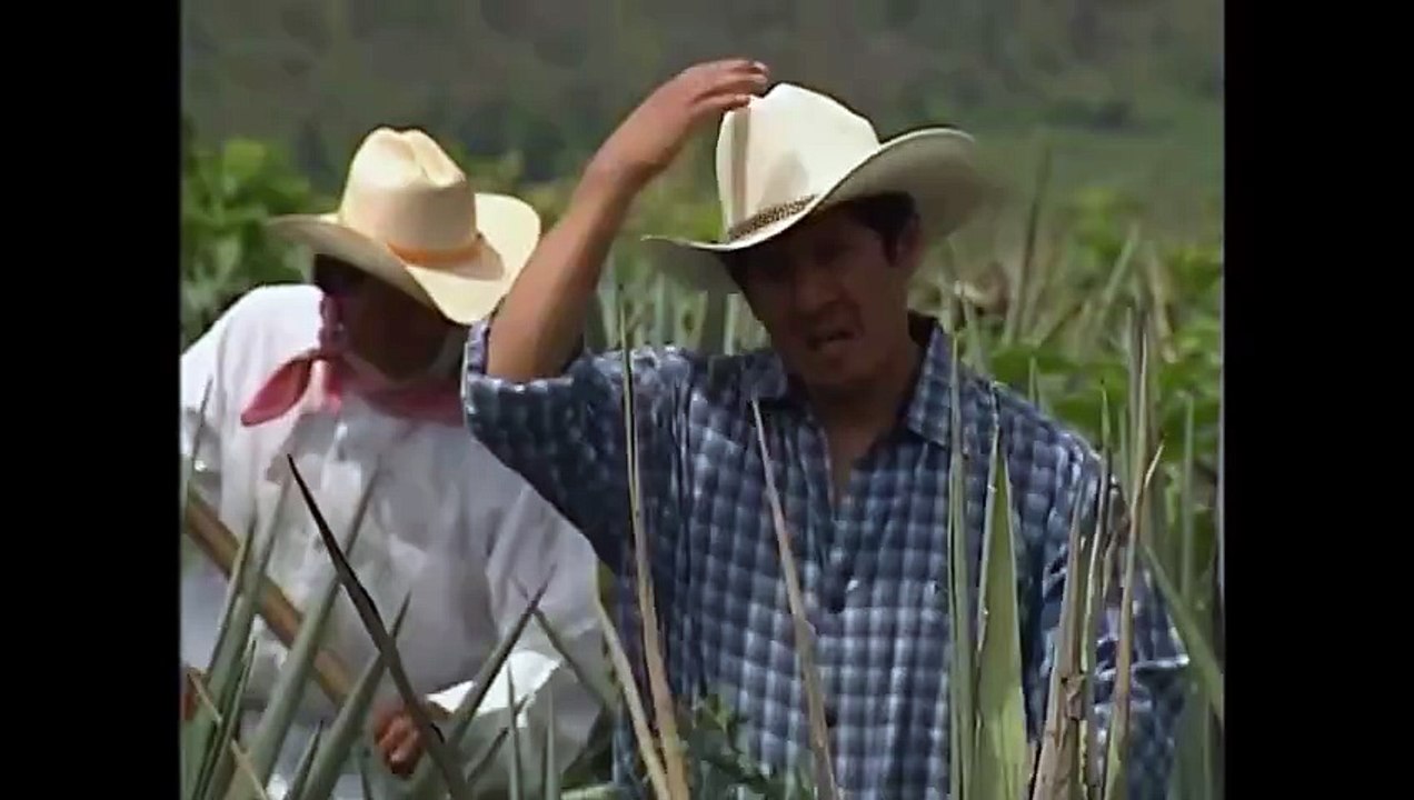 Destilando amor Capitulo 156