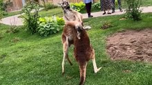 Kangaroo
