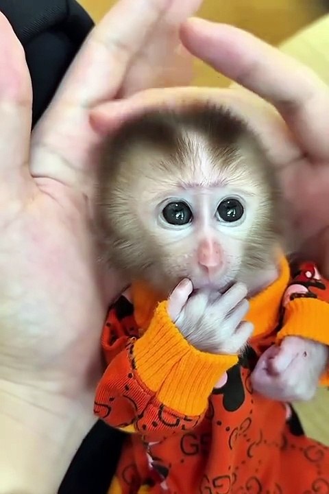 Follow and like more. 🐒