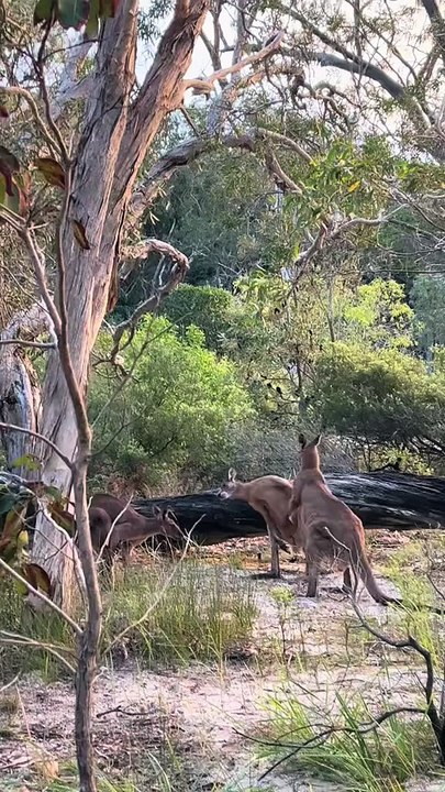 Welcome to Australia