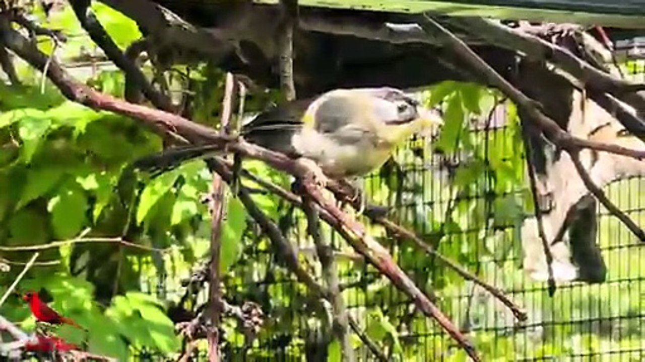 Visit a Bird Breeder_ Inside Marianne_s Aviaries_ Rare Azure Tit Breeding _ Stunning Natural Setups