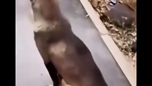 🎶 لحظات موسيقية وميمز غير متوقعة مع الكلاب! 🐶 🎶 Music, Memes & Unexpected Fun with Dogs! 🐶