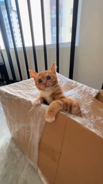 Adorable Cute Kitten Moments 🐾 | Funny & Heartwarming Cat Video