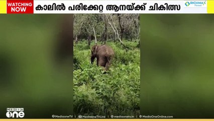 അതിരപ്പള്ളിയിൽ കാലിൽ പരിക്കേറ്റ നിലയിൽ കണ്ടെത്തിയ ആനക്ക് ചികിത്സ നൽകി