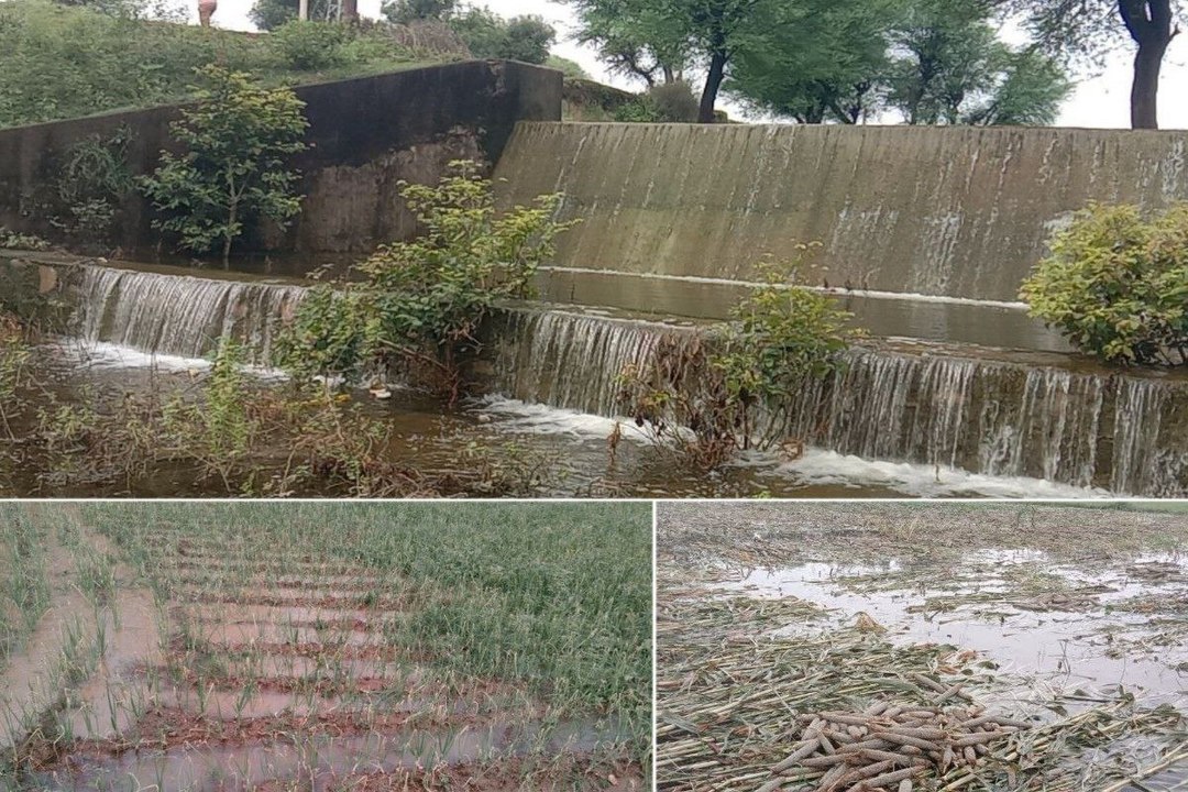 सकट क्षेत्र में बारिश के बाद खेतों में भरा पानी, बाजरे की फसल डूबी