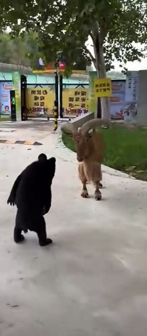 ⁣funny animals 😂cute pets #viral #funnyanimals #pets