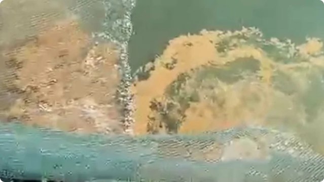 Marmara Denizi'nde müsilaj tehdidi