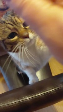 Cat DEMANDS Snuggles! 💖🐱 #shorts #cat #funnycats #viralcats #fyp