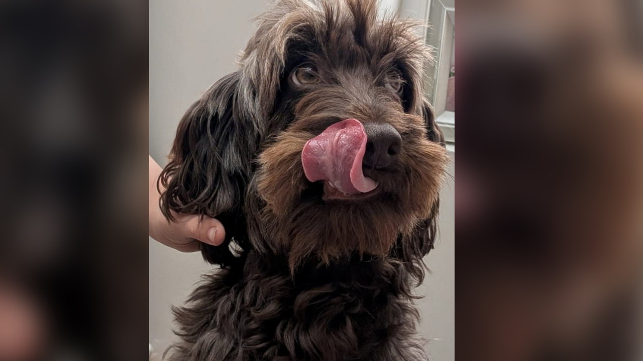 Drone footage captures runaway Cockapoo’s return