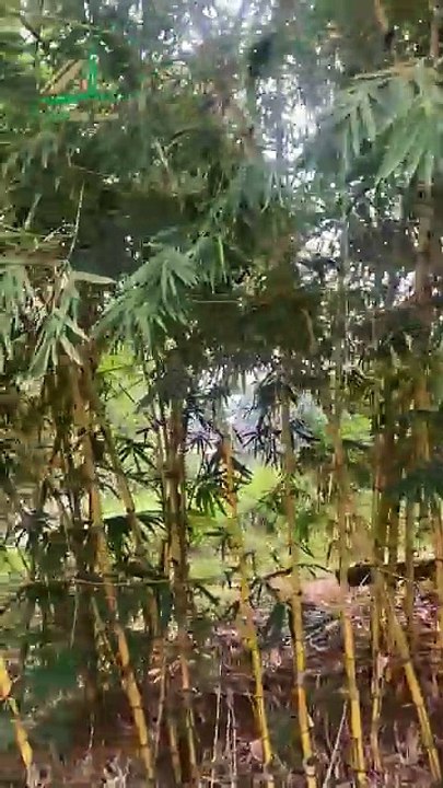 Tưởng Chỉ Là Cây Tre... Ai Ngờ Lại Thành Kiệt Tác - Tre trúc Ngọc Dương