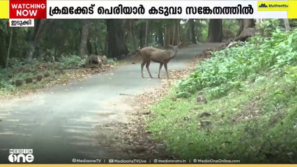 പെരിയാർ കടുവാ സങ്കേതത്തിൽ വ്യാപക സാമ്പത്തിക ക്രമക്കേടുകളെന്ന് കണ്ടെത്തൽ