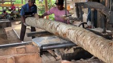 Coconut Tree Becomes 2x20 Blocks Fast Process with Modern Machine