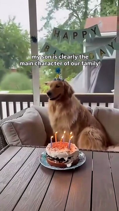 That didn’t go as planned 😂 #birthdaydog #birthdaydogsofinstagram #siblinglove❤️ #dogbrothers
