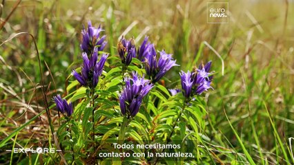 Descubre Subcarpacia—rutas por las Bieszczady, cocina tradicional y castillo renacentista en Polonia