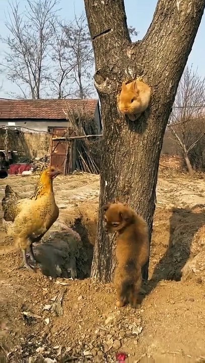 The puppy and the rabbit scare the chicken  . A beautiful moment #85