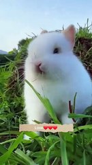 The life of the rabbits  feels light . A beautiful moment #88