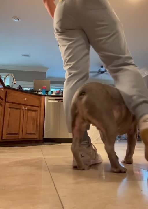 Dog Walks Closely Beside Owner