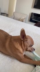 Talking Chihuahua Demands Lots of Attention