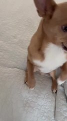Talking Chihuahua Demands Cheese
