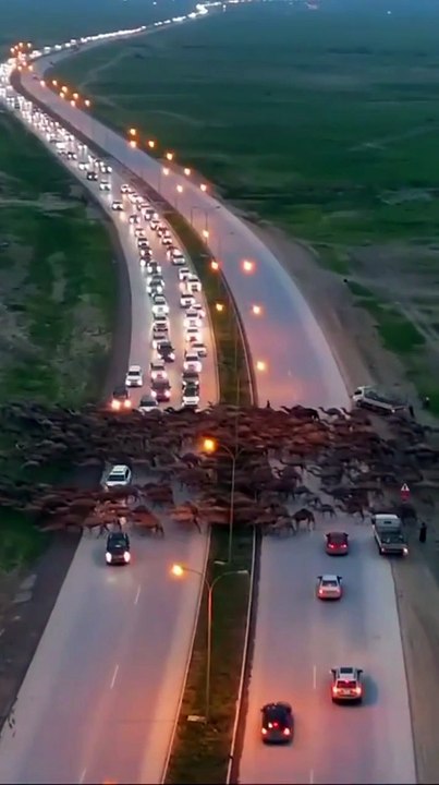 Roadblock! A Herd of Camels Stops Traffic